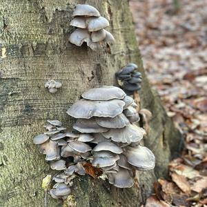 Oyster Mushroom