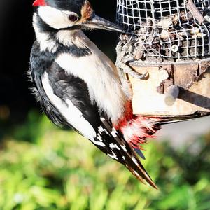 Great Spotted Woodpecker