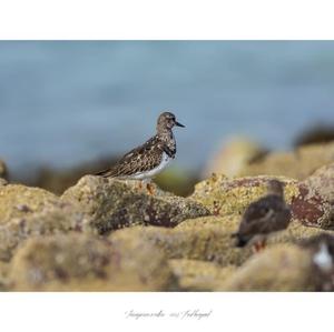 Ruddy Turnstone