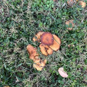 Unknown Species