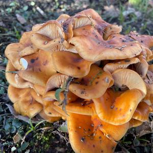 Unknown Species