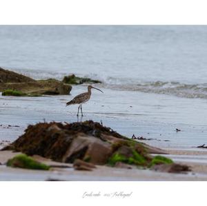 Eurasian Curlew