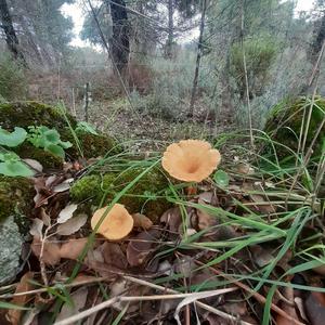 Funnel Clitocybe