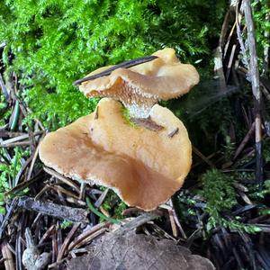 Hedgehog Fungus, Common