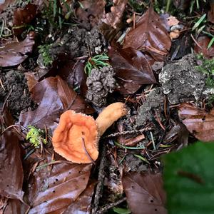 Hedgehog Fungus, Common