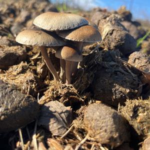 Unknown Species