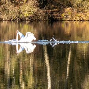 Mute Swan