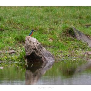 Eisvogel