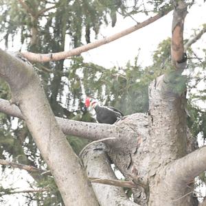 Pileated Woodpecker