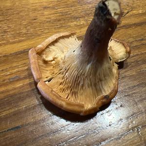 Tawny Funnel-cap