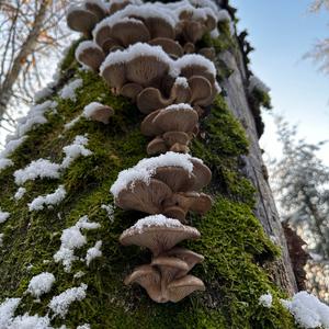 Oyster Mushroom