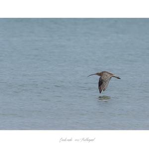 Eurasian Curlew