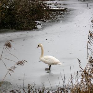 Höckerschwan