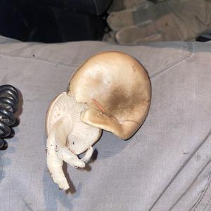 Unknown Species