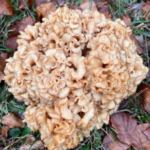 Eastern Cauliflower Mushroom