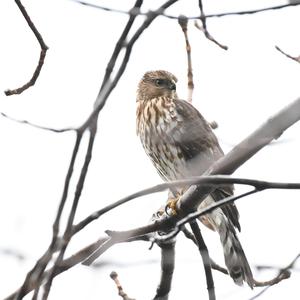 Cooper's Hawk