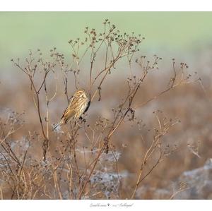 Reed Bunting