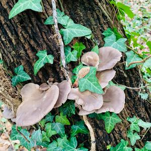 Oyster Mushroom