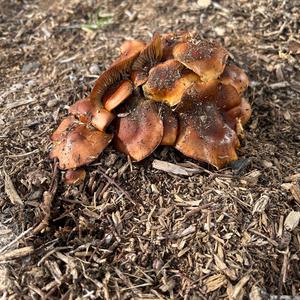 Unknown Species