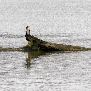 Great Cormorant