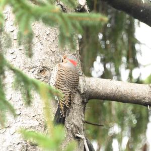 Northern Flicker