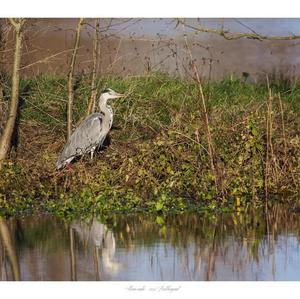 Grey Heron