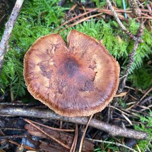 Unknown Species