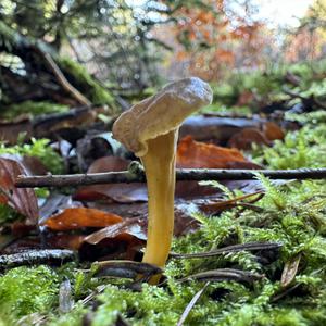 Trumpet Chanterelle