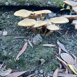 Unknown Species