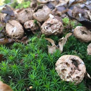 Stump Puffball