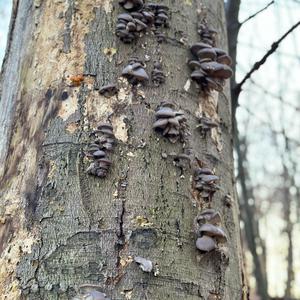 Oyster Mushroom