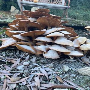 Unknown Species