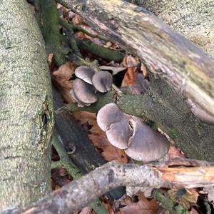 Oyster Mushroom