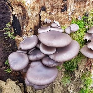 Oyster Mushroom