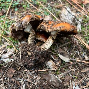 Unknown Species