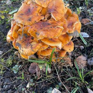 Unknown Species