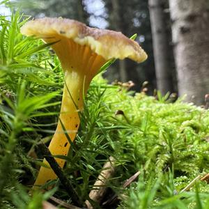 Trumpet Chanterelle