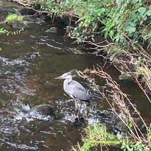 Grey Heron