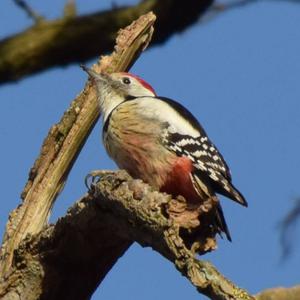 Middle Spotted Woodpecker