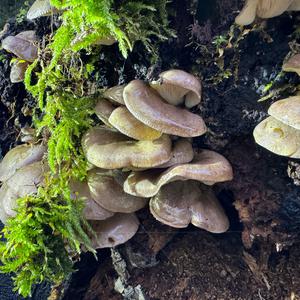 Late Fall Oyster