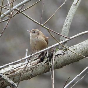 Winter Wren