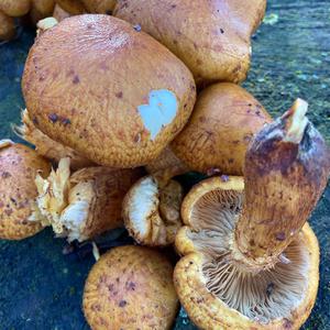 Scaly Pholiota