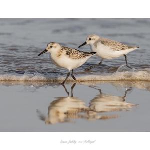 Sanderling