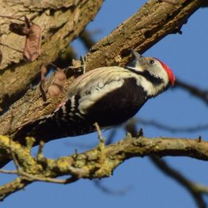 Middle Spotted Woodpecker