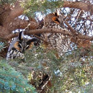 Long-eared Owl