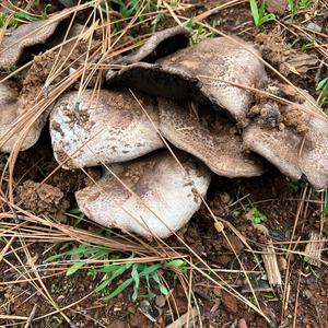 Unknown Species