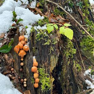 Changing Pholiota