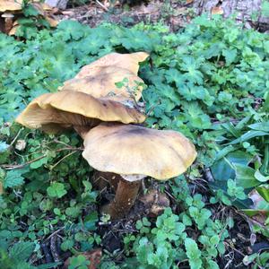 Unknown Species
