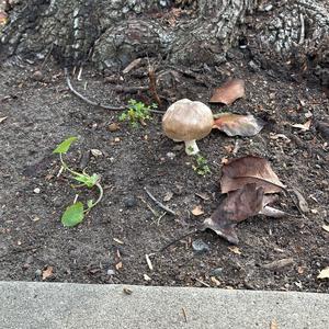 Unknown Species