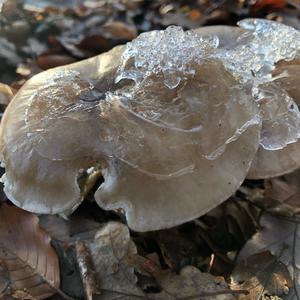 Cloudy Clitocybe